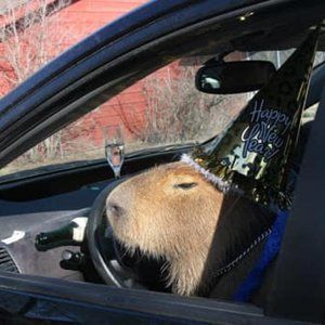 Meet your Posher, Sophie